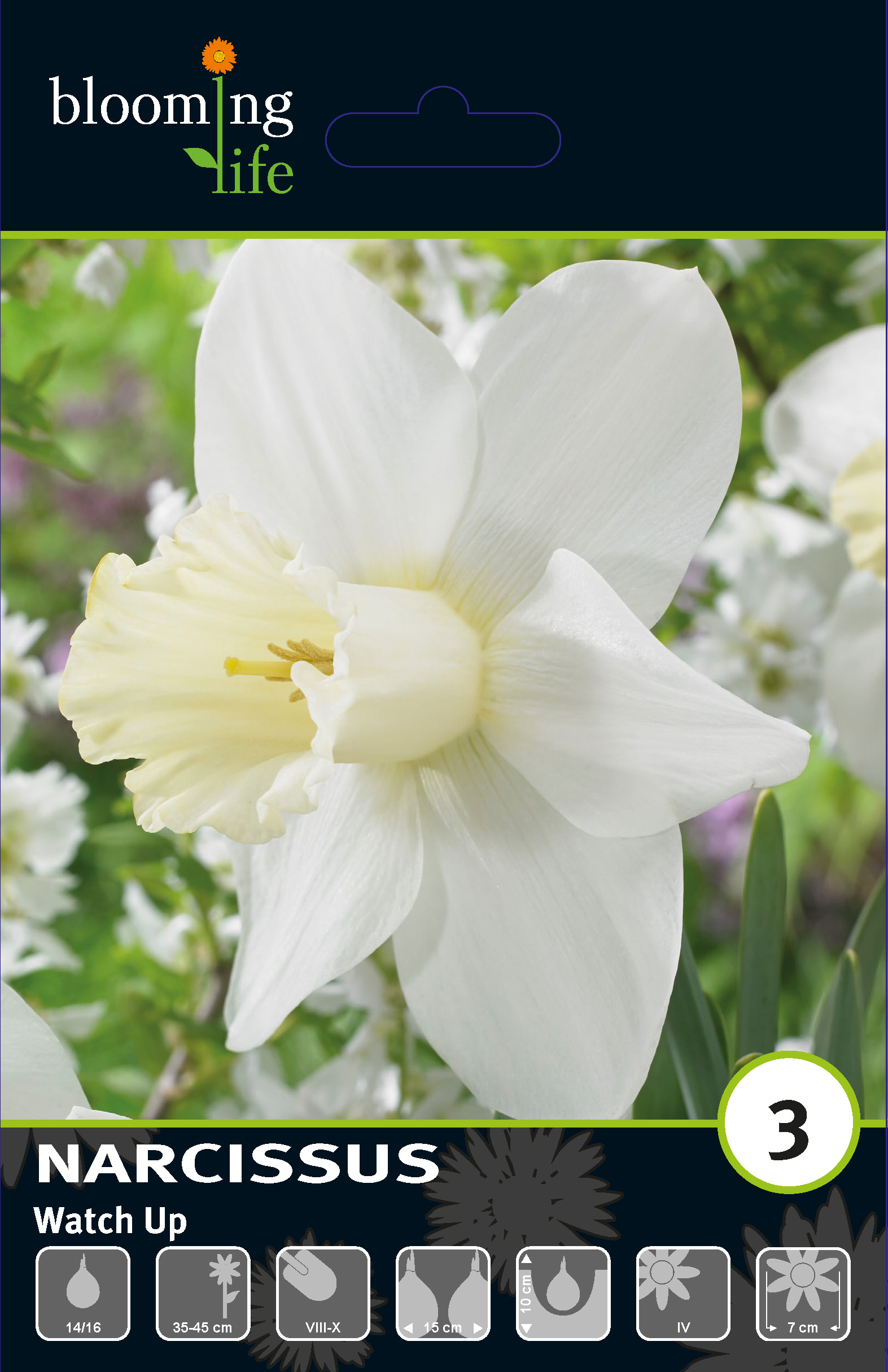 Нарцисс крупнокорончатый Воч Ап